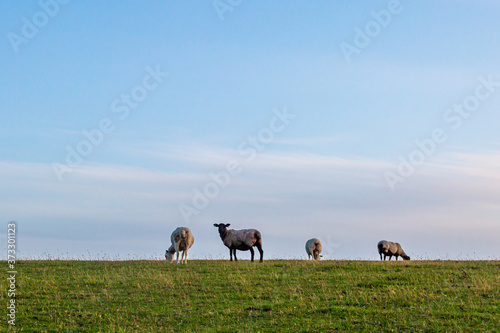 A Rural Sussex View with Sheep on a Hillside