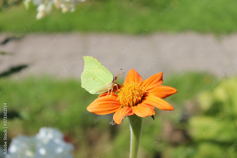 Beautiful little butterfly on a flower. Russia. Beautiful little butterfly on a flower. Russia.