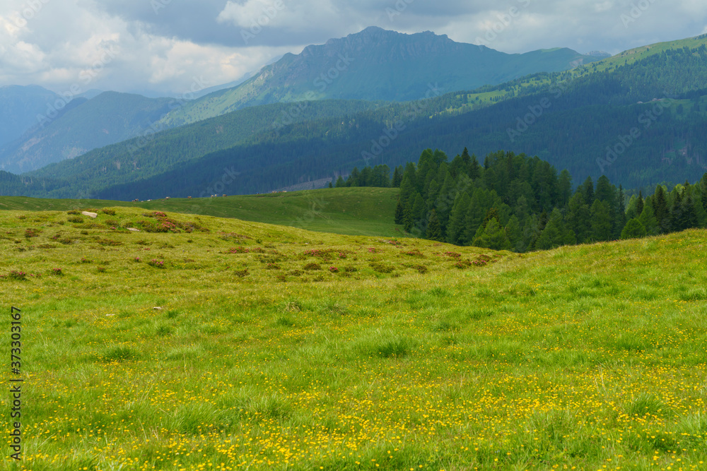 Fototapeta premium Landscape of Dolomites in Venegia valley at summer