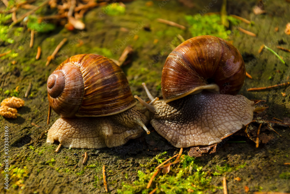 Snails kiss on a stump in Sunny weather. Snails in love Snails kiss on a stump in Sunny weather. Snails in love