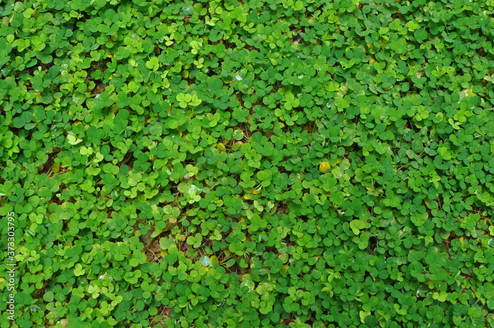 green grass background in my garden ,Kerala India .