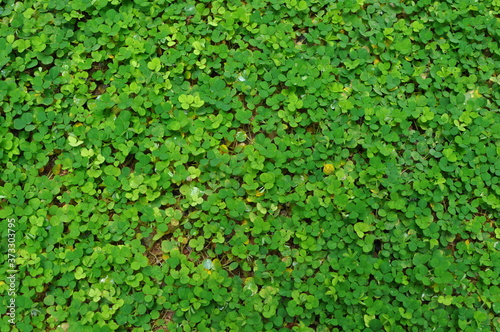 green grass background in my garden ,Kerala India .