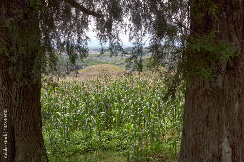 Campos de cultivo en zona arqueológica