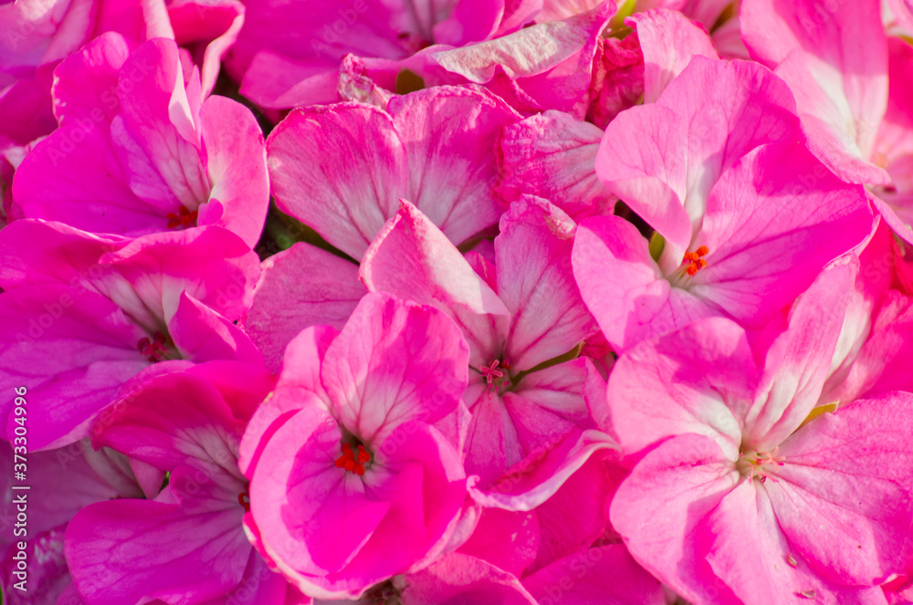 Closeup of Pink Flowers