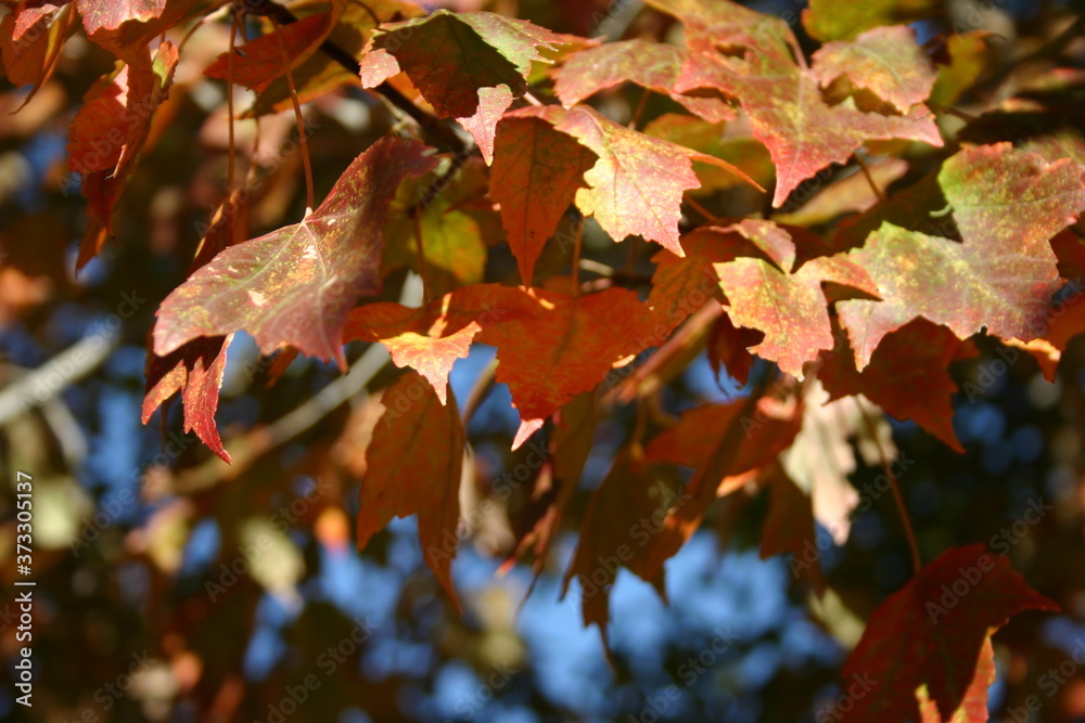 Fototapeta premium Earthy Fall Brown Leaves