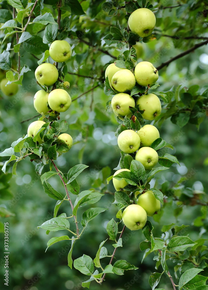 Apple tree branch with a bunch of green apples