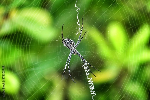 Argiope Lobata spider in the garden