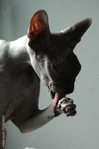Εκτύπωση καμβά chat sphinx qui se fait la toilette