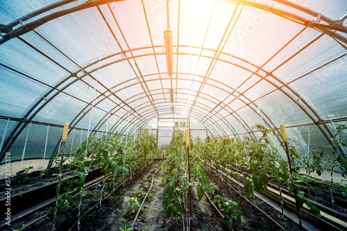 Plants growing in a plant greenhouse. Agriculture © romaset