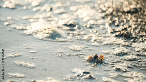 crab on sand beach with light bokeh