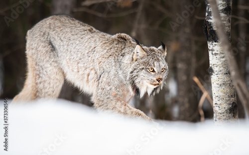 Canadian lynx in the wild