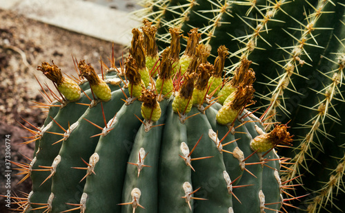 Exotic flora.  Ferocactus townsendianus growing in the greenhouse. Its green flesh color, red thorns and yellow flower buds.  photo