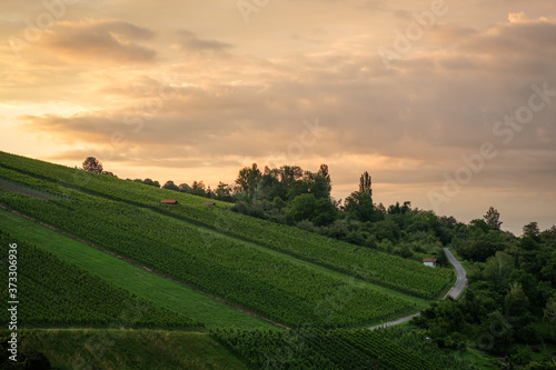 German vineyard with yellow clouds in the morning