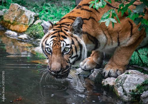 Tiger near a pond