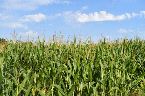 Corn Field