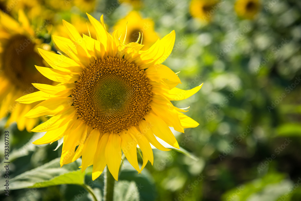 Field of blooming sunflowers on a summer. Selective focus. Shallow DOF. Field of blooming sunflowers on a summer. Selective focus. Shallow DOF.