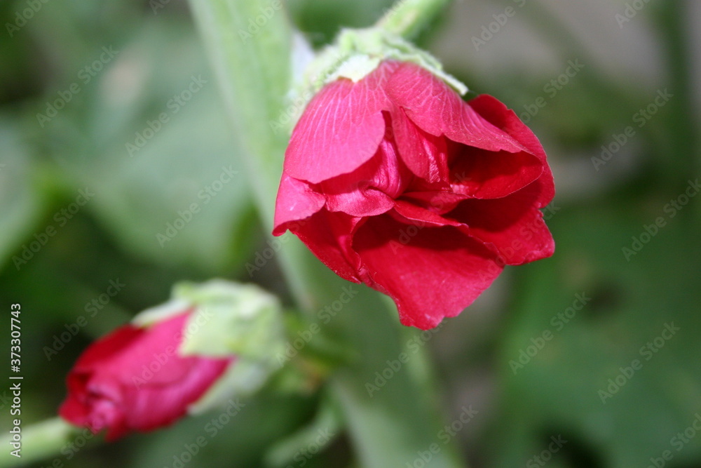 Red Budding Flower