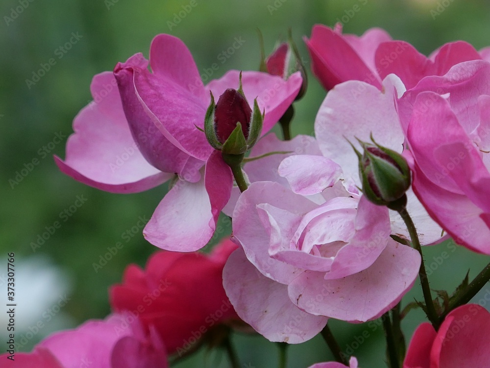pink rose bush pink rose bush