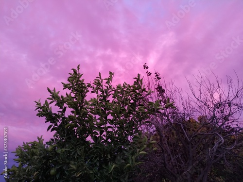 Cielo Rosado   Plantas