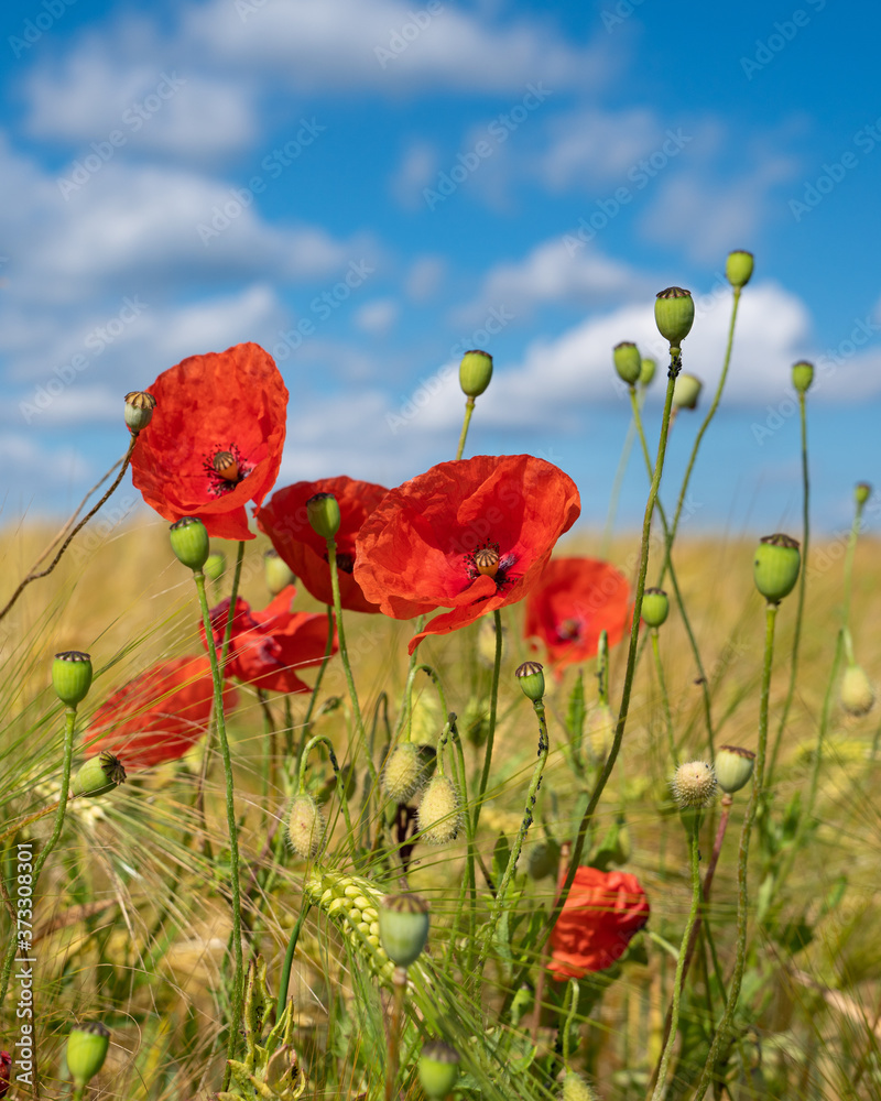 Naklejka premium Corn field with poppies