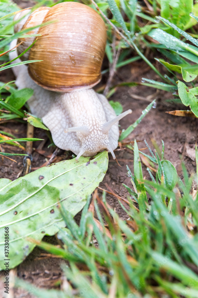 Burgundy snail Helix pomatia crawel through grass Burgundy snail Helix pomatia crawel through grass