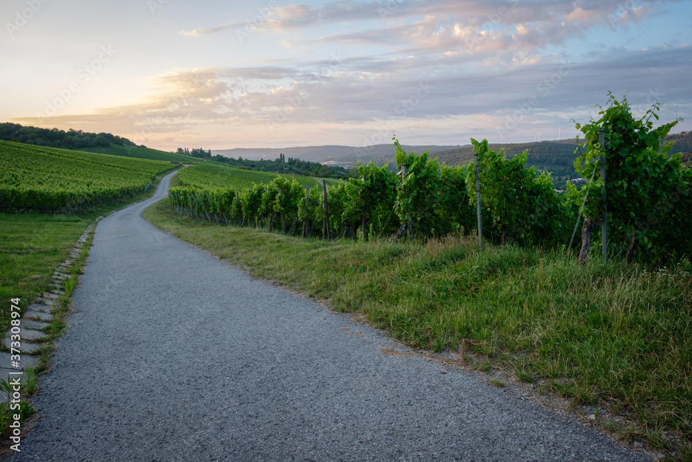 Road in vineyard with clouds in dawn sky horizontal format