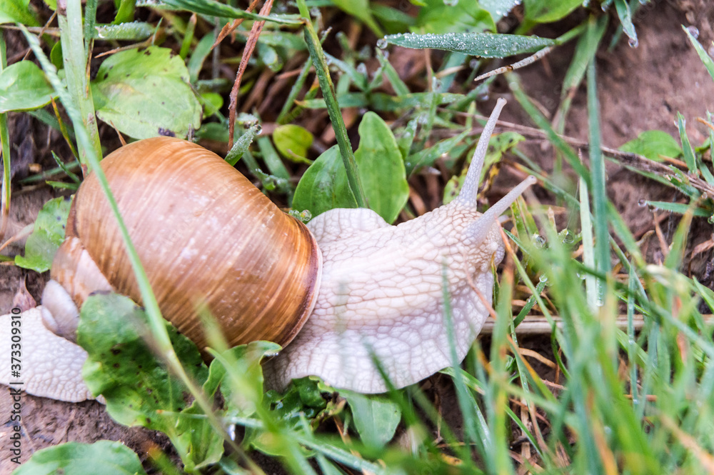 Burgundy snail Helix pomatia crawel through grass Burgundy snail Helix pomatia crawel through grass