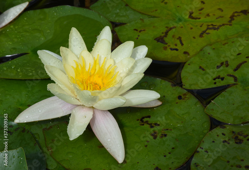 Beautiful open White Water Lily  Lotus  flower on green Lily Pads  natural background