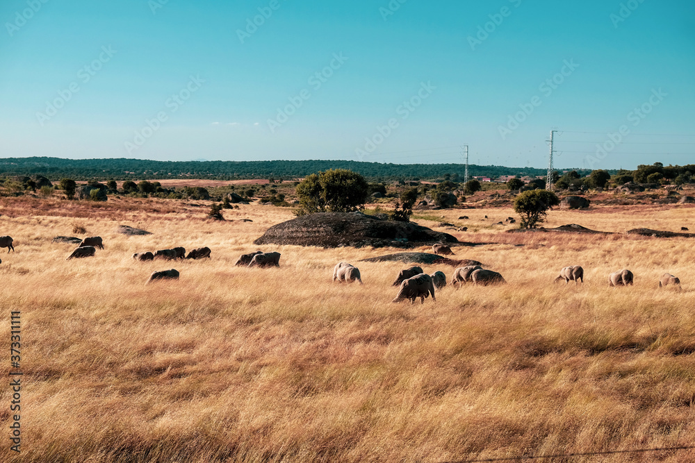 Extremadura fields with grazing sheep