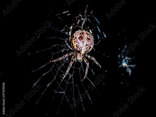 spider on a web2 © Михаил Ваал