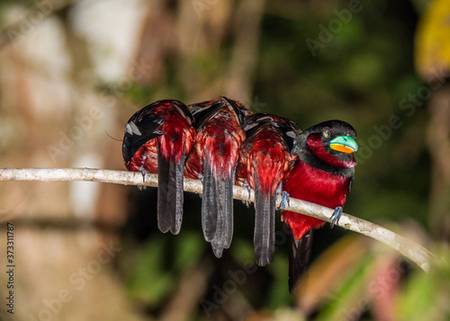 Kinabatangan river, Sabah, Borneo- JANUAR 2019: Black-and-red Broadbill Cymbirhynchus macrorhynchos is a species of bird in the broadbill family. They dribble their chick. photo