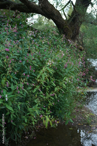 Fluss und Ufer mit Bewuchs am Abend