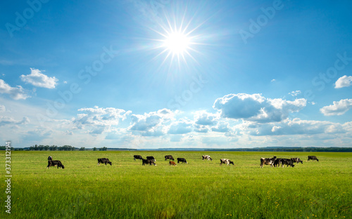 Obraz na płótnie Bright summer field, blue sky and cows