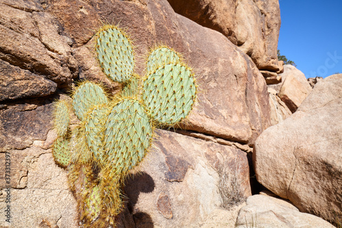 Opuntia chlorotica against a boulder in Joshua Tree National Park, California, USA. photo