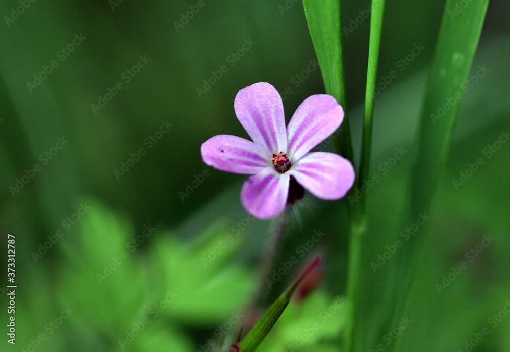 Blüte eines Purpur-Storchschnabels Blüte eines Purpur-Storchschnabels