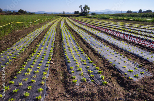 Wallpaper Mural strips of lettuce planted in the field Torontodigital.ca