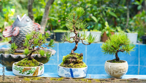 Japanese Black pine bonsai in pot.