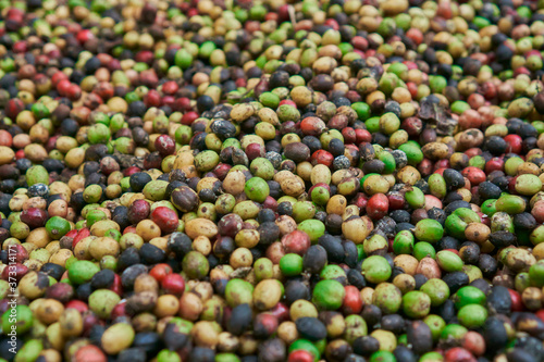 coffee beans of green, yellow, red and blue colours lying on the ground