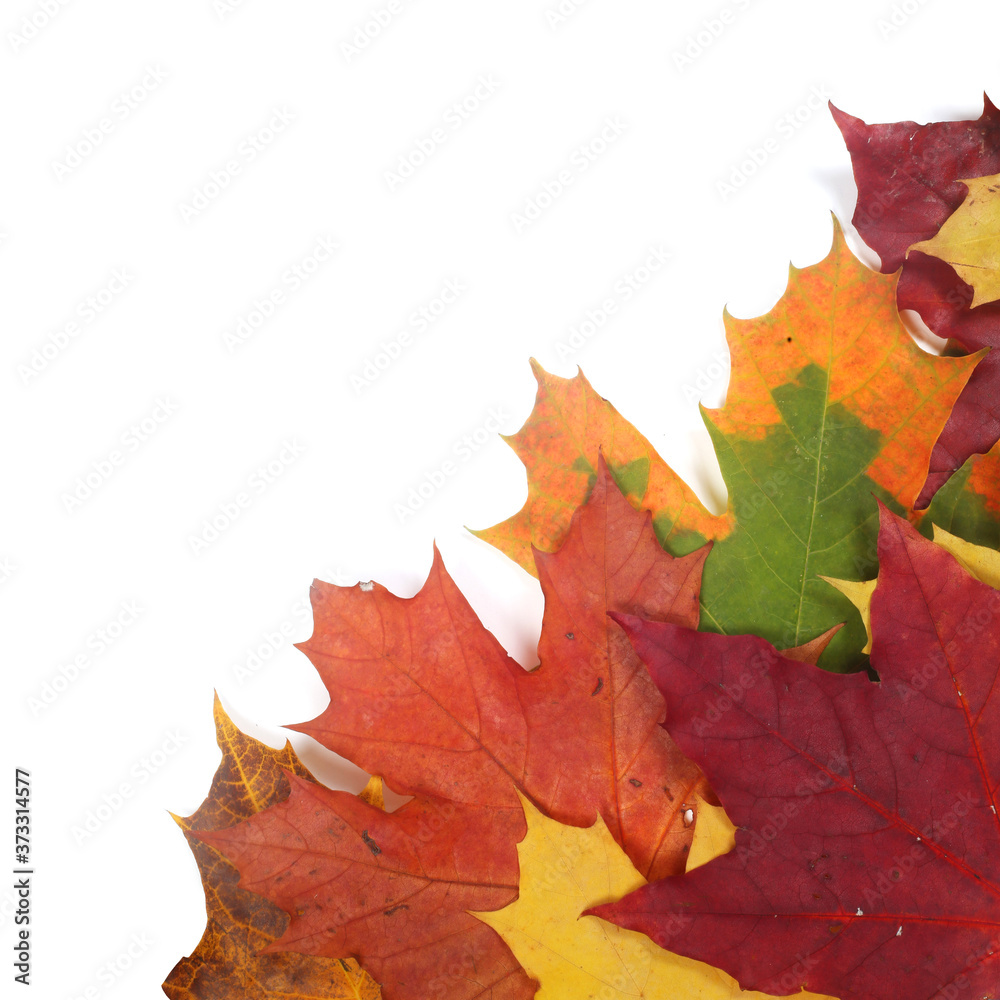 Obraz premium Autumn leaves on white