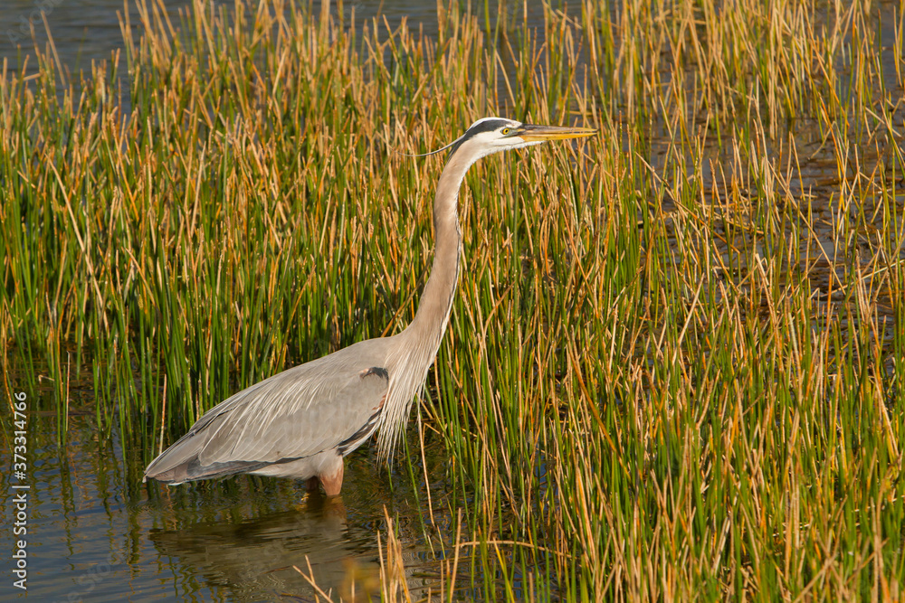 A Great Blue Heron (Ardea herodias) feeding among reeds at Green Cay Wetlands, Delray Beach, Florida USA A Great Blue Heron (Ardea herodias) feeding among reeds at Green Cay Wetlands, Delray Beach, Florida USA