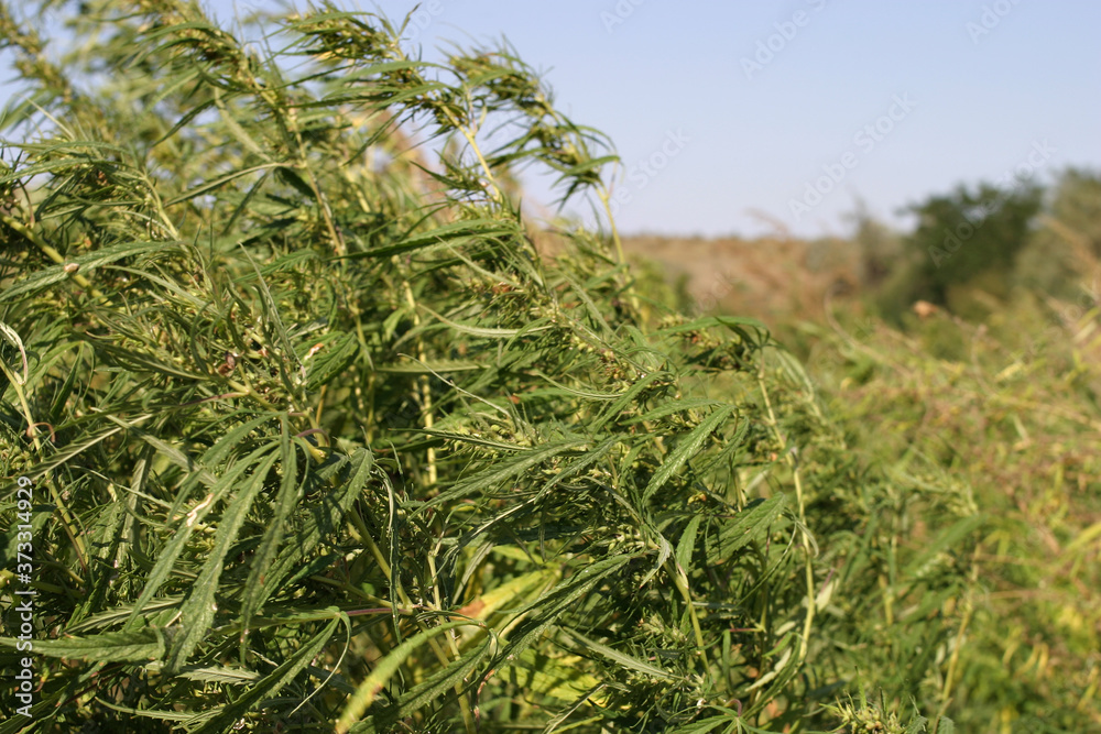 Many bushes of wild hemp among the steppe close up Many bushes of wild hemp among the steppe close up