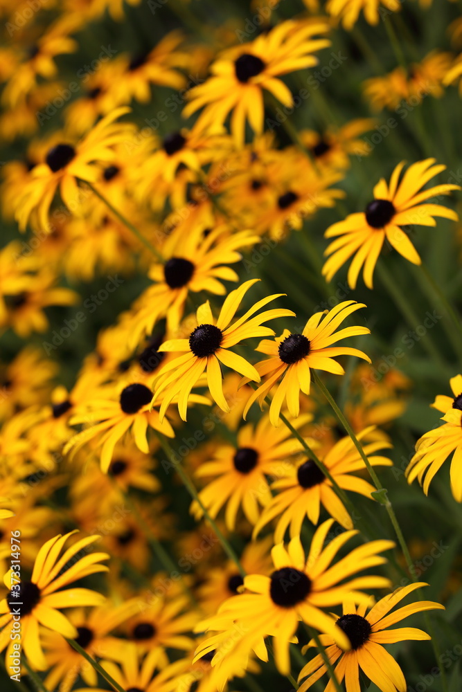 Fototapeta premium Sonnenhut