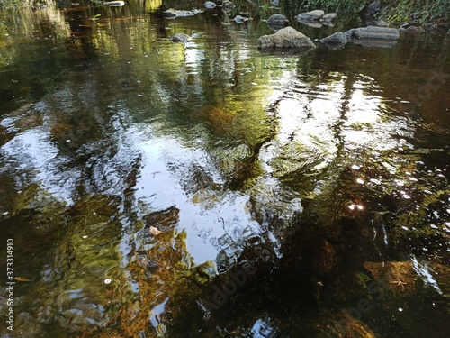 river in the forest