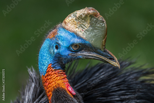 Northern or One-wattled Cassowary (Casuarius unappendiculatus) photo