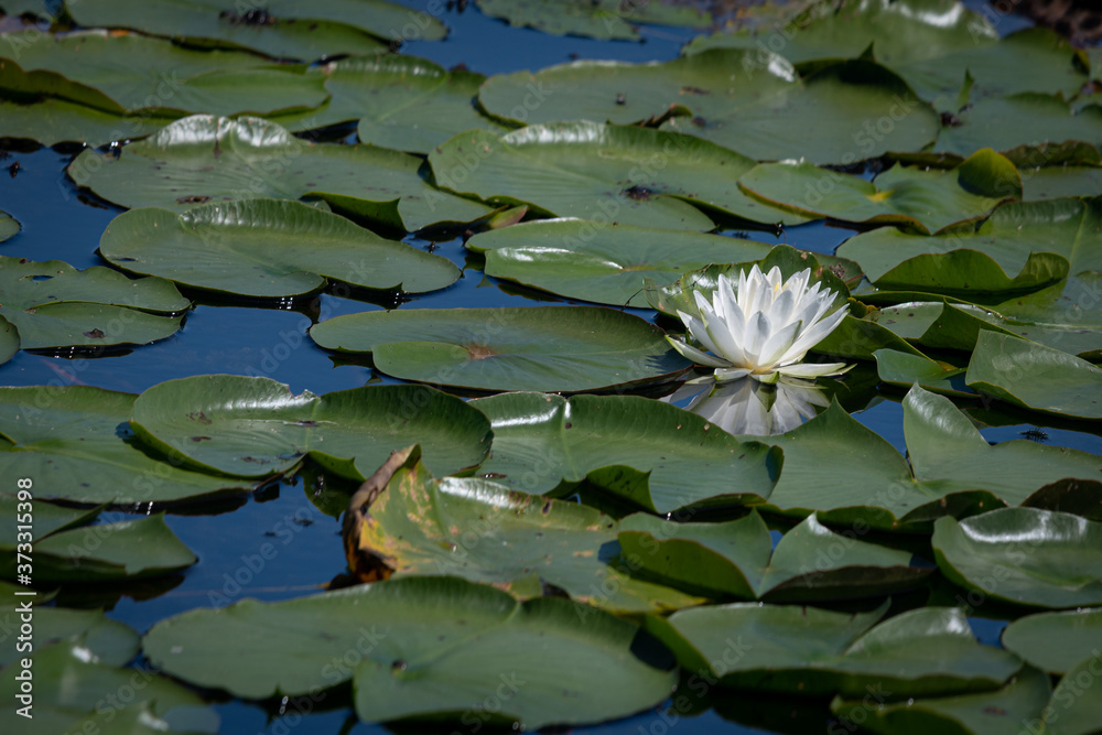 Single white lily reflecting in the water its lily pad is floating in. Single white lily reflecting in the water its lily pad is floating in.