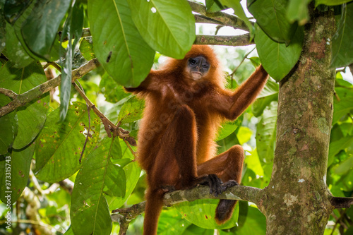 Canvas Print Kinabatangan river, Sabah, Borneo- JANUAR 2019: Beautyfull Red leaf monkey Presb