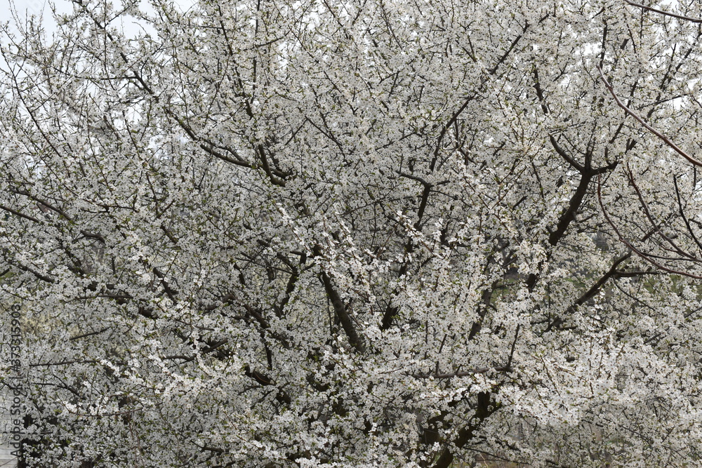cyerry blossoms cyerry blossoms