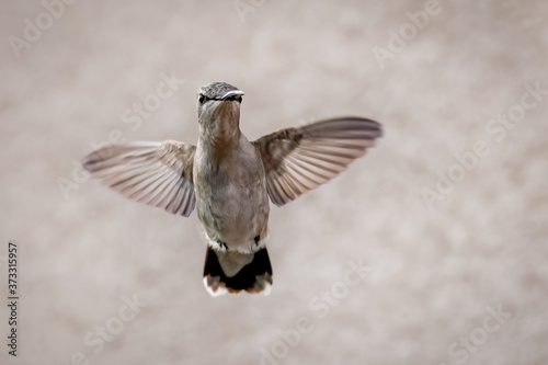 Hummingbird hovering in flight in front of a light pink adobe wall