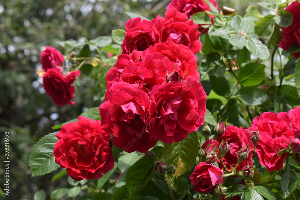 Obraz premium red tulips in garden