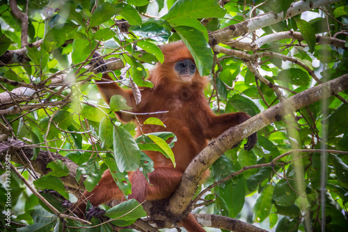 Kinabatangan river, Sabah, Borneo- JANUAR 2019: Beautyfull Red leaf monkey Presbytis rubicunda photo